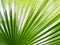 Full frame shot of palm leaf, palm leaf background.  Tree top, coconut palm tree leaf isolated on white background.