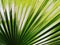 Full frame shot of palm leaf, palm leaf background.  Tree top, coconut palm tree leaf isolated on white background.