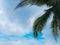 Full frame shot of palm leaf, palm leaf background.  Tree top, coconut palm tree leaf isolated on white background.