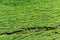 Full frame shot of tea plantation near Munnar in Kerala, South India on sunny day