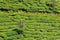 Full frame shot of tea plantation near Munnar in Kerala, South India on sunny day