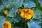 full frame shot of yellow nasturtium flowers and leaves