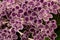 Full frame showing beautifully patterned maroon and white streptocarpus flowers