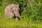 Full frame of Wild elephant (Asian elephant)