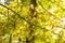 Full frame of yellowed leaves on a thin beech branch against the trees in the forest, Monte Amiata, Tuscany, Italy