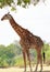 Full Framed Giraffe with oxpeckers on it`s back, standing under a tree to shelter from the african sun, South Luangwa, Zambia