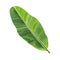 Full fresh leaf of banana palm tree, vector illustration