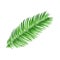Full fresh leaf of sago palm tree, vector illustration