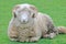 Full Front View of a Sheep