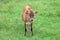 Full Frontal of Jersey Calf in Pasture