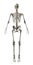 Full Frontal Skeleton