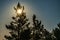 Full golden Moon lights exactly behind of pine tree top, late summer night with clear skies and tiny thin white fog. Pine tree