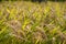 Full grains, ears hanging down, crops that are about to mature, rice