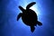 Full Green Sea Turtle Silhouette