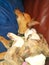 Full grown Chihuahua tolerates Pitt puppy sleeping on top of him