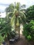 Full Grown Coconut Tree