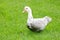 Full Grown Female Muscovy Duck