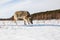 A full-grown gray wolf sneaks along a snowy winter field amid a forest