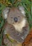A full grown koala nestled amongst the leafs of a Australian eucalypt