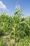 Full grown maize plants