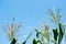 Full grown maize plants, male flowers against the sky, mature plants,corn field