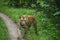 A full grown male tiger walks in the green monsoon forest of Pench National Park, Khursapar range, Madhya Pradesh