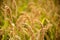 The full grown paddy in the paddy field.