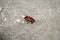 A full-grown single mature fire bug, Pyrrhocoridae,  walks across a gray concrete block