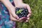 Full hand of blueberries in natural background