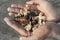Full hand of different kinds of dead sea snail`s shell with a blurry sand background