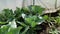 Full hd resolution closeup of cabbage grown in a greenhouse. A lot of cabbage on the beds. eco farming garden