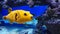 Full HD underwater video of Yellow Takifugu rubripes