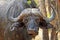 Full head of a large cape buffalo