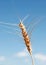 A full head of ripe wheat against a blue sky.