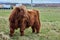 Full image of Scottish alpine cow on farm. Ireland, Co.Donegal