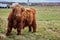 Full image of Scottish alpine cow on farm. Ireland, Co.Donegal