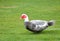 Full Left Profile Muscovy Duck