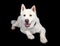 Full Length Of Akita Lying Against Black Background