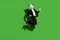 Full length body size view of classy lucky man guy wearing panda mask jumping celebrating isolated over bright green