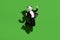 Full length body size view of classy man wearing panda mask jumping rejoicing good mood isolated over bright green color