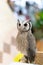 Full length body white-faced scops owl portrait.