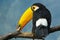 Full length close-up portrait of looking over its American toco toucan sitting on tree branch