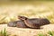 Full length common viper basking