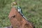 Full length eastern collared lizard