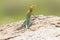 Full length eastern collared lizard