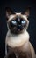 Full length front view studio portrait adorable beautiful siamese cat with magic blue eyes sitting on isolated black background