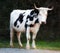 Full length of Holstein cow standing alone on farm. Portrait of hairy black and white animal isolated on remote farmland