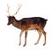 Full length of male fallow deer