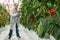 Full length of male scientist using digital tablet while standing by bell pepper plants in greenhouse