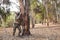 A full-length military man hid behind a tree and makes reconnaissance.